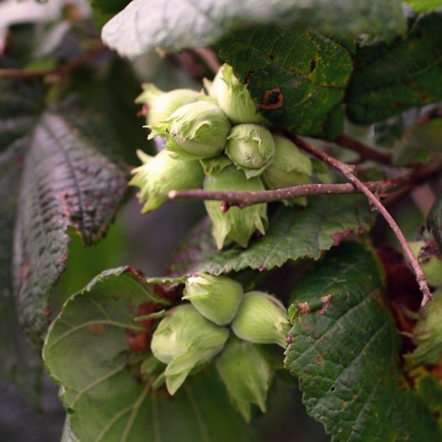 Lieska Obyčajná ´Segorbe´