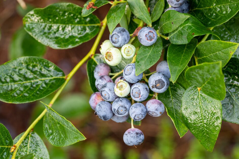 Čučoriedka kanadská ´Bluegold´ 5L