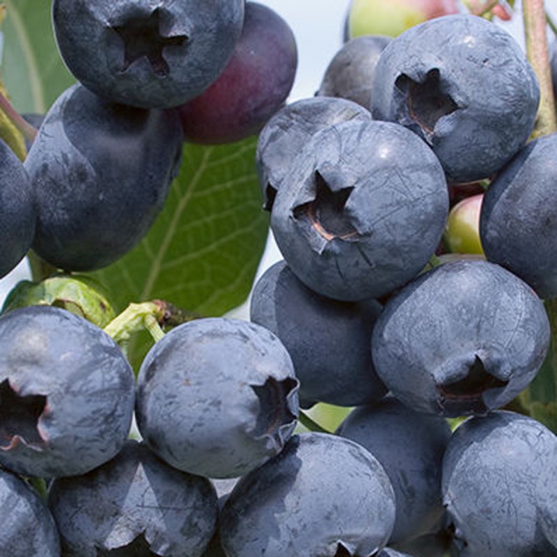 Čučoriedka kanadská ´Polaris´ 5l