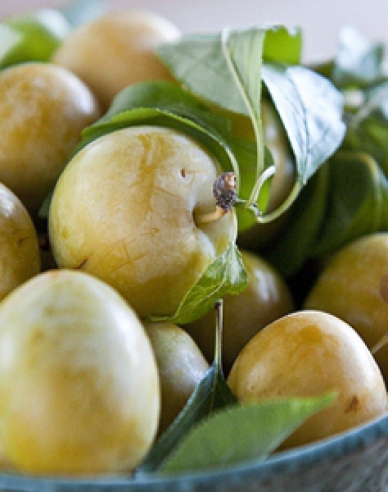 Ringlota "Wazonova", podp. Zelená ringlota, voľnok.