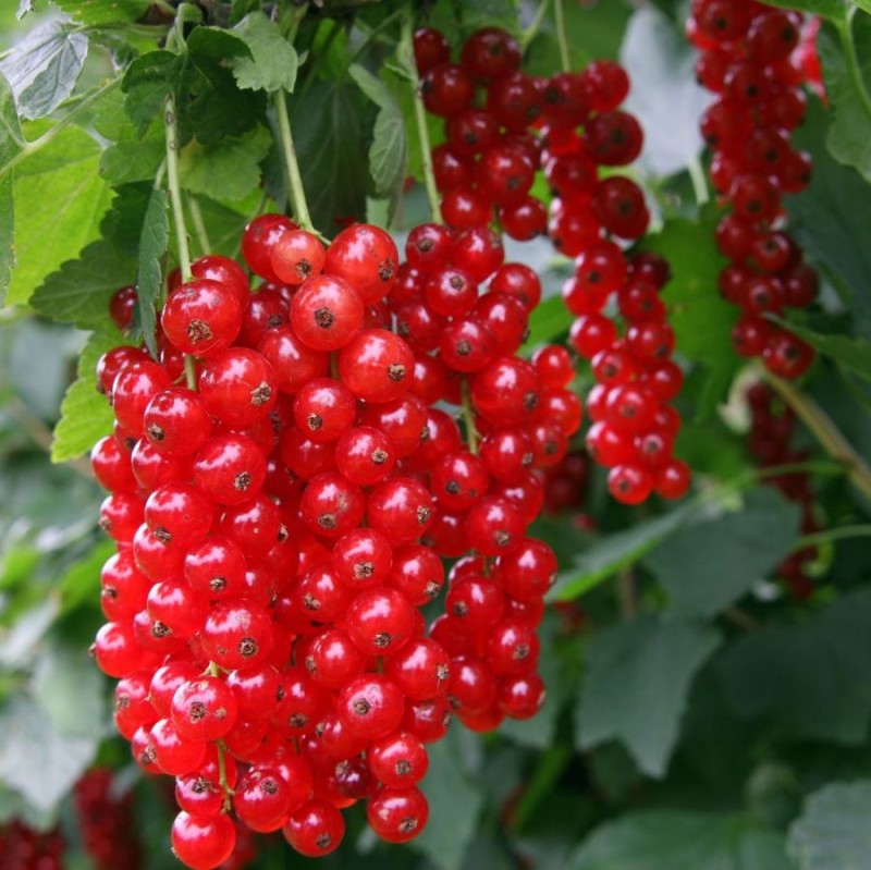 Ríbezľa červená ´Detvan´ KER