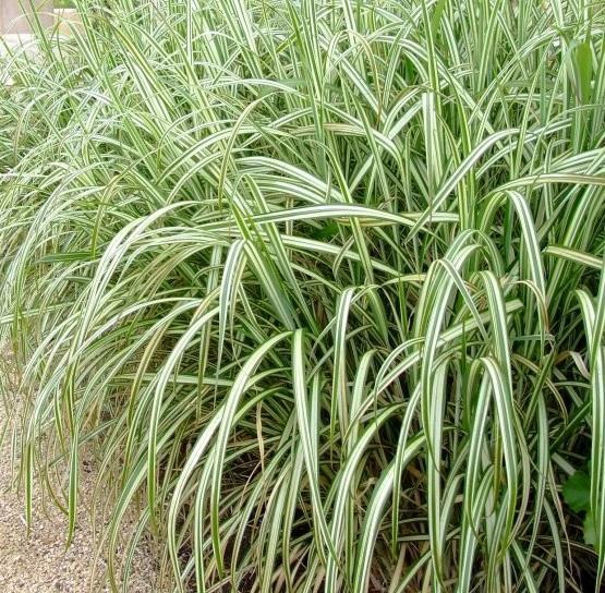 Ozdobnica čínska ´Cabaret´