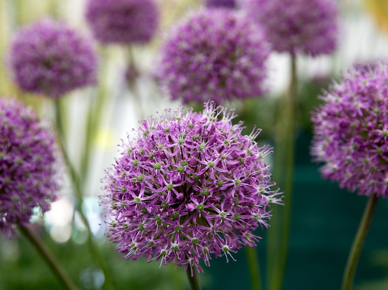 Cesnak okrasný ´Mars´