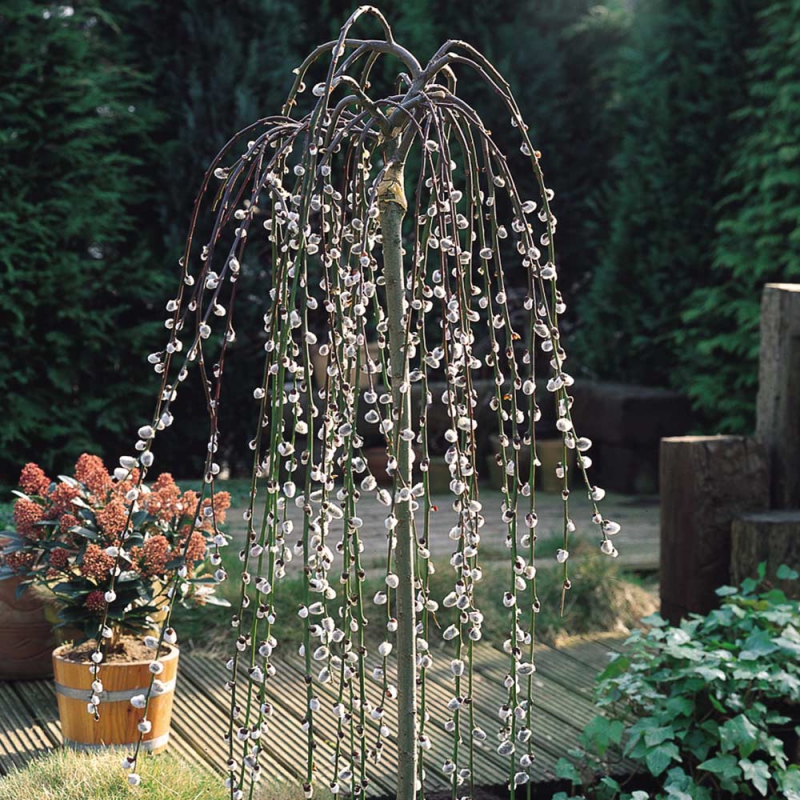 Vŕba vysoká previslá ´Kilmarnock´ na kmienku 80cm