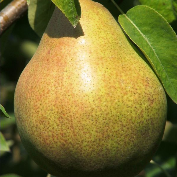 Hruška ´Williamsova Zelená´ letná, podp. Dula, voľnok.
