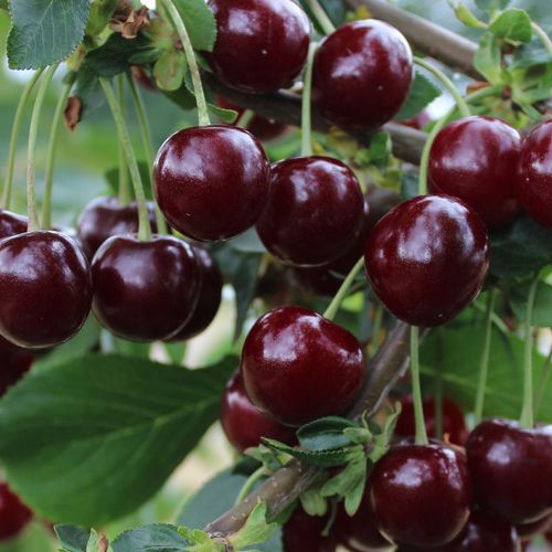 Višňa ´MORELLENFEUER´ neskorá