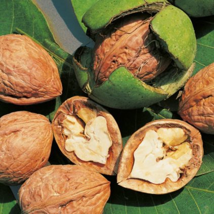 Orech kráľovský ´Tulare´ 5l