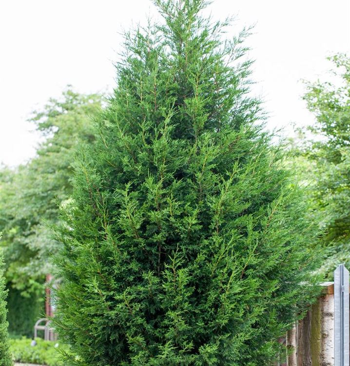 Cyprusovec leylandský ´2001´