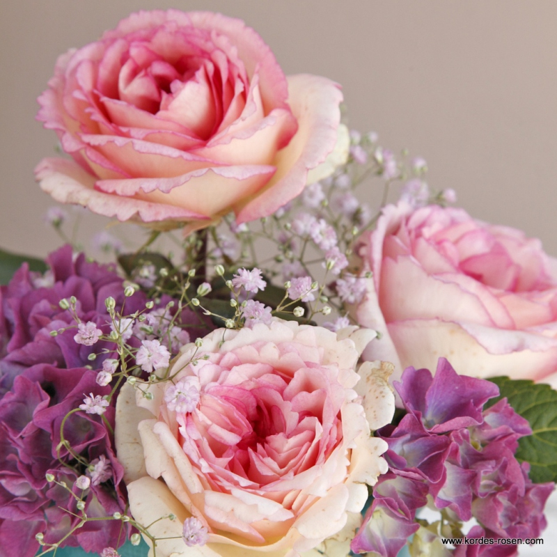 Ruža ´Suovenir de Baden Baden´