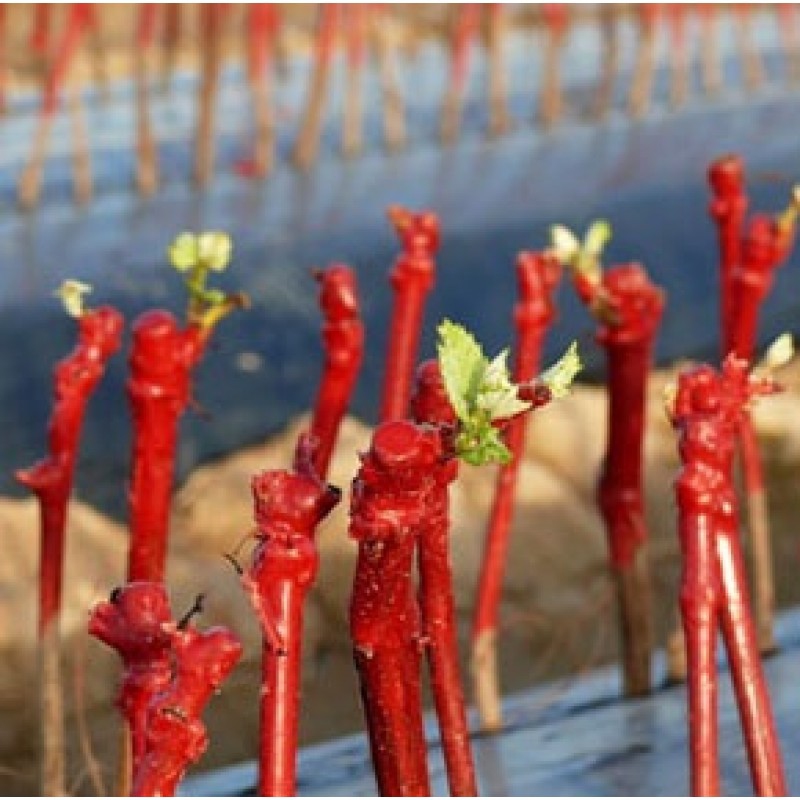 REBWACHS WF štepársky vosk 2kg