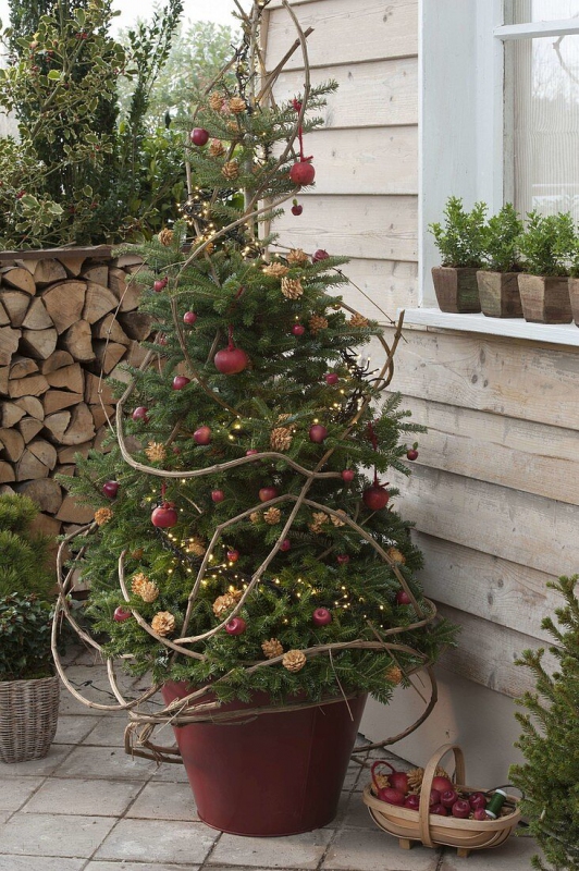 Jedľa korejská  250cm, kont.