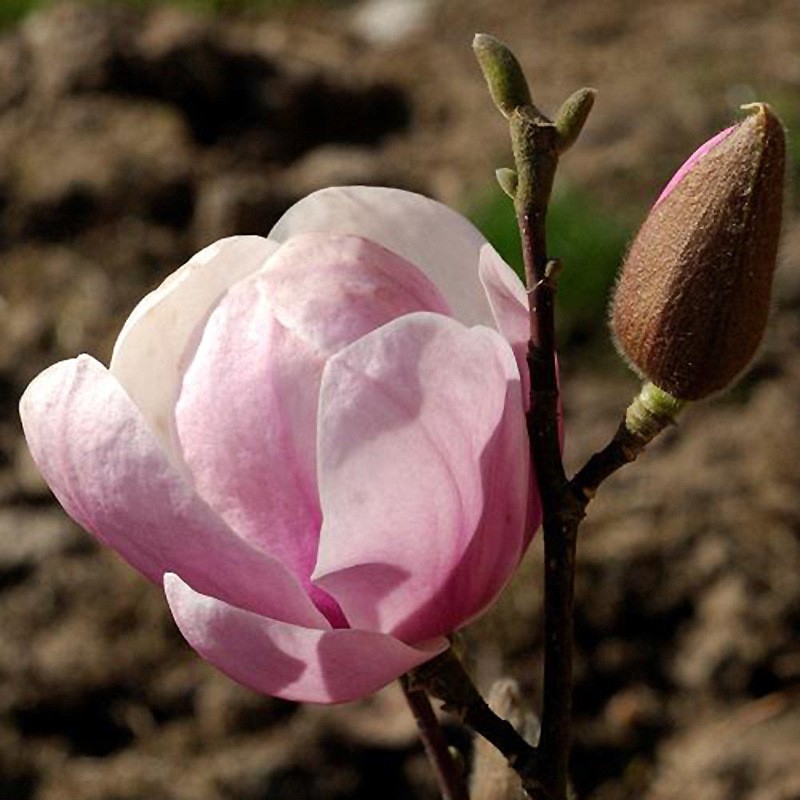 Magnólia ´Festirose´