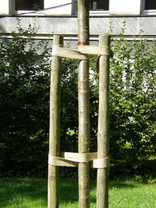 Oporný kôl s hrotom priemer  5cm - výška 250cm