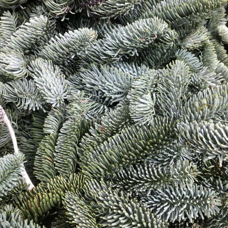 ČEČINA živá - Nobilis 5kg