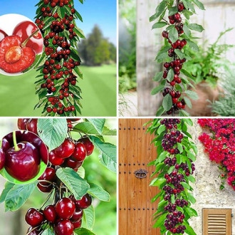 Čerešňa stĺpová ´Queen Marry´, kont. 5l