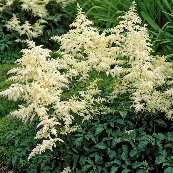 Astilba ’Brautschleier’