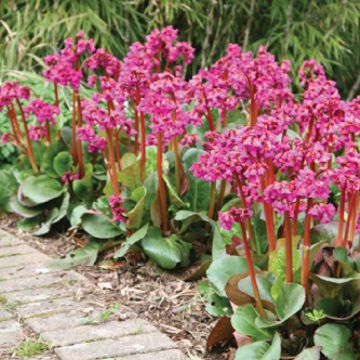 Bergenia