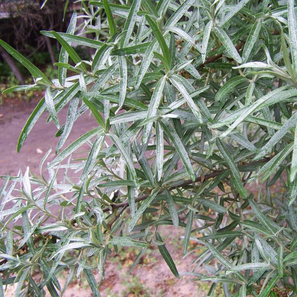 Rakytník samec (opeľovač)