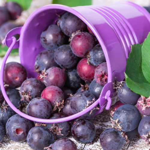 Muchovník ´Prince William´