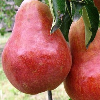 Hruška "Williamsová červená" letná, podp. Semenáč, kont. 5l