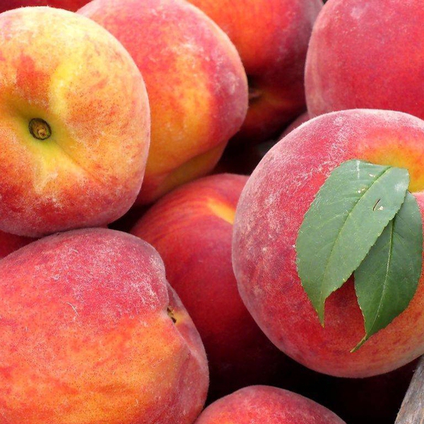 Broskyňa "Fairhaven" poloskorá