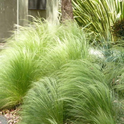 Kavyl ´Pony tails´