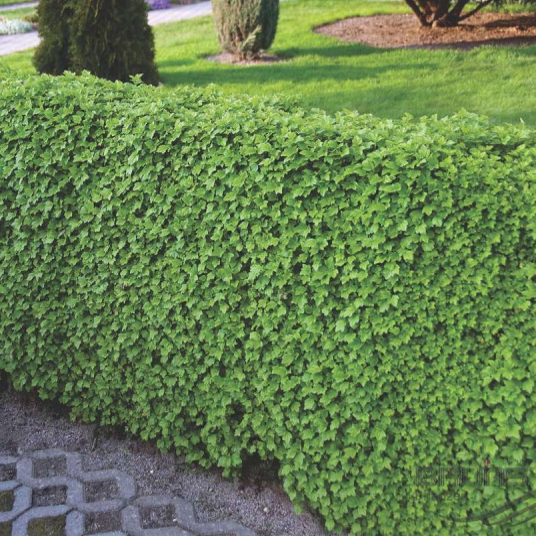 Ríbezľa alpínska "Green Mood"