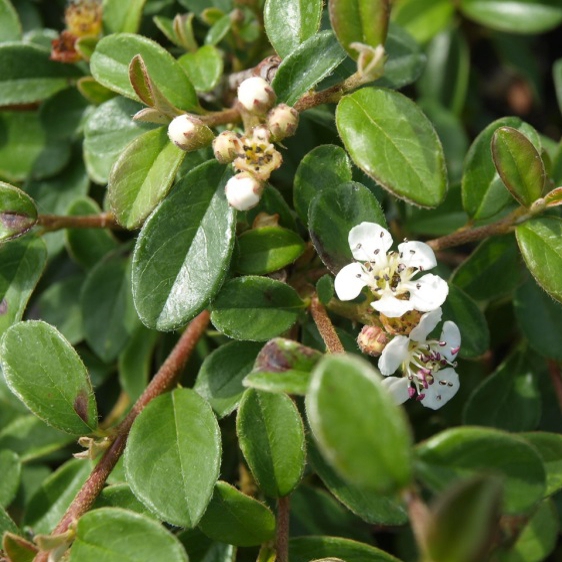 Skalník Dammerov "Skogholm"