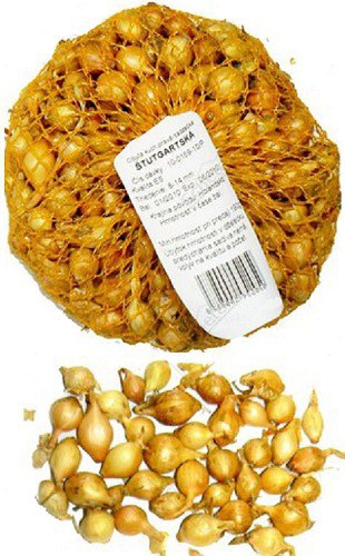 Cibuľa sadzačka ´Štutgartská´  8/16  0,5kg