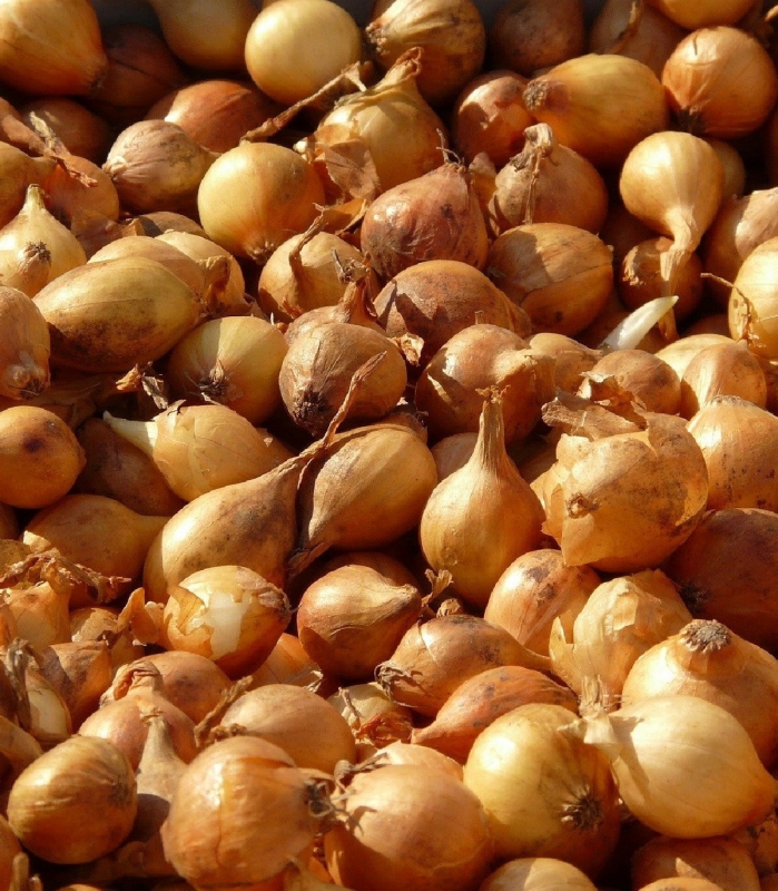 Cibuľa sadzačka ´Všetana´  8/16  0,25kg