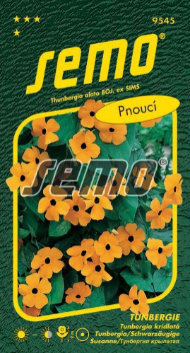 Semo Tunbergia Oranžová s okom