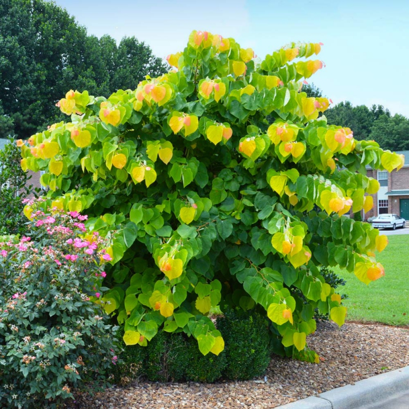 Judášovec kanadský ‘Rising Sun’ 80cm