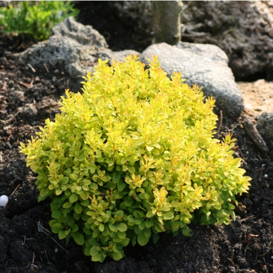 Dráč Thunbergov "Tiny Gold"