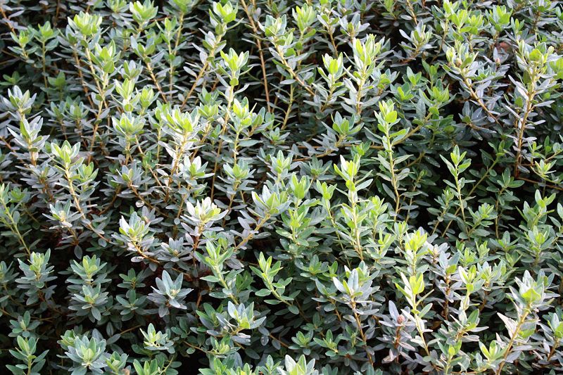 Rododendrón ´Ramapo´