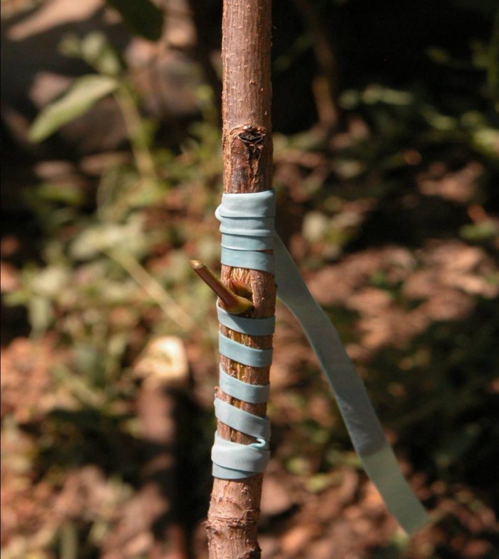 Štepárska gumička 240x8mm