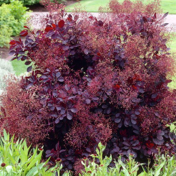 Škumpa vlasatá ´Royal Purple´ 125 - 150cm