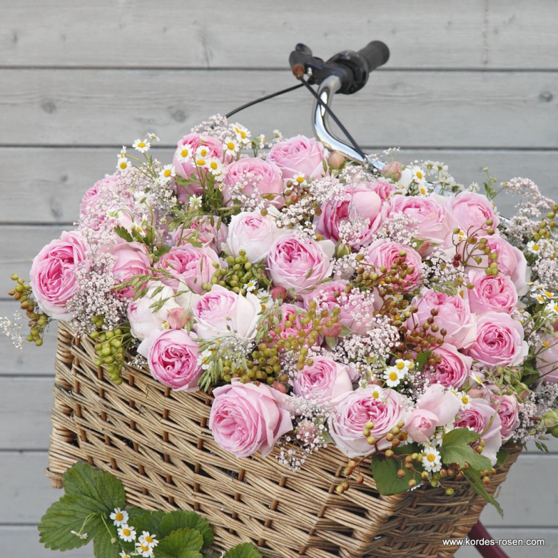 Ruža ´Wellenspiel´