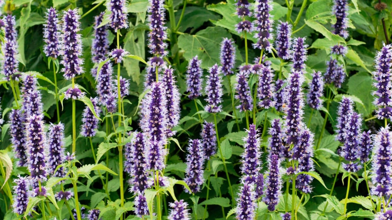 Agastache ´Black Adder´