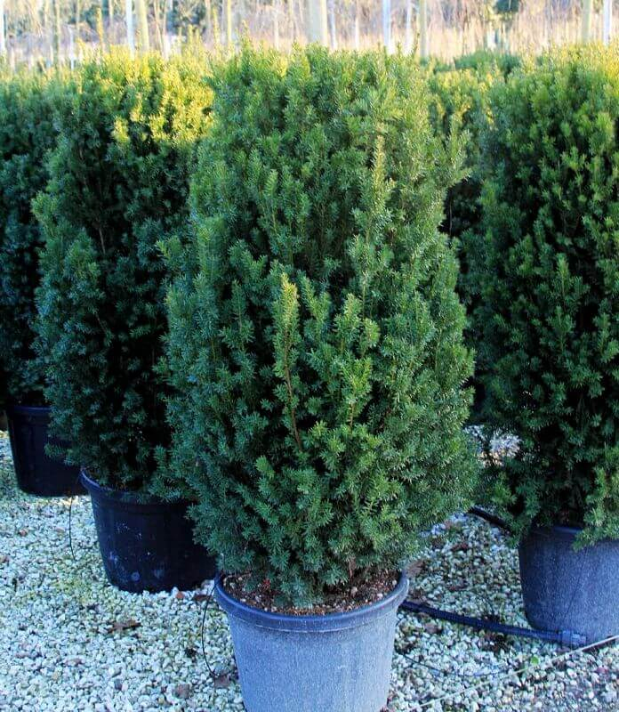 Tis prostredný ´Hillii´