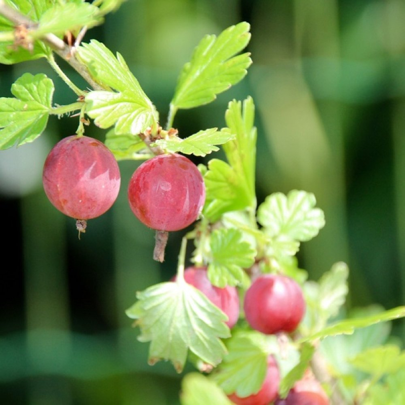 Egreš ´Niesluchowski´ Stromčekový, kont. 2l