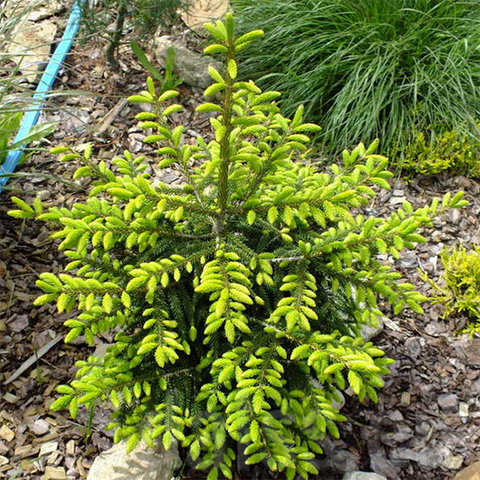 Smrek východný ´Golden Start´