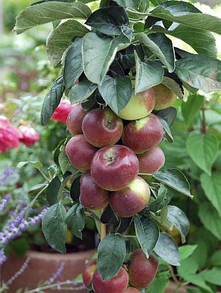 Jabloň stĺpová ´Cumulus´ zimná, podp. MM106, kont. 5l