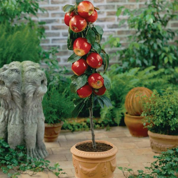 Jabloň stĺpová ´Waltz´ jesenná, podp. MM106, kont. 2l