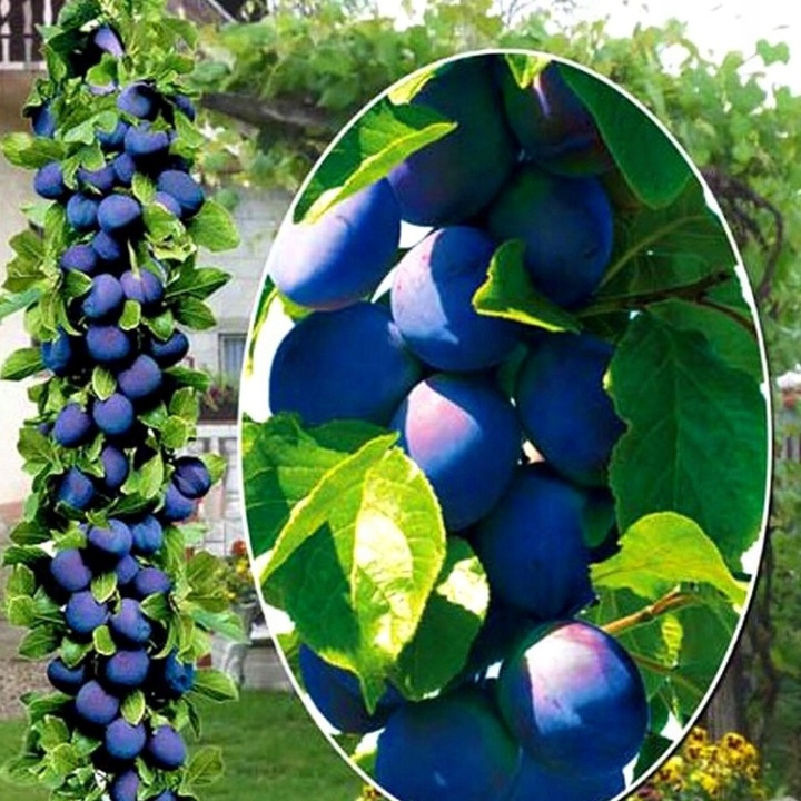 Slivka stĺpová ´Fruca´, podp. Myrobalán, voľnok.