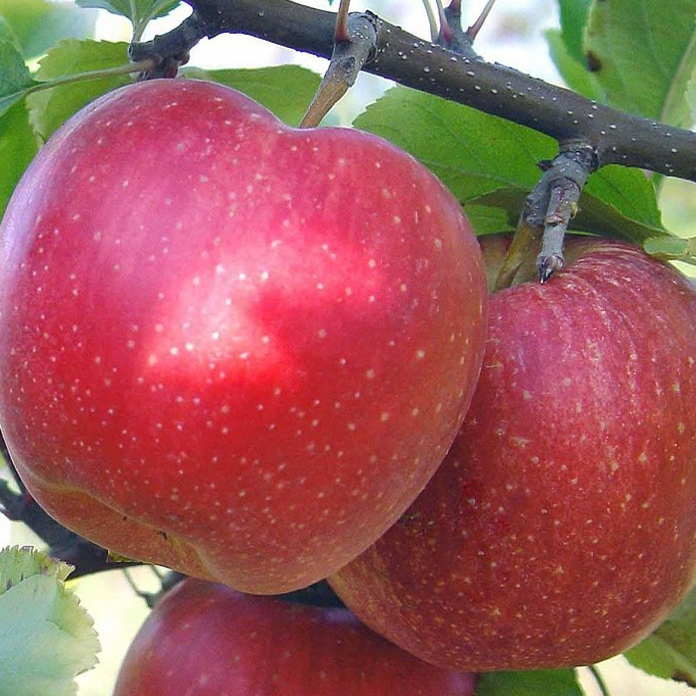 Jabloň ´Topaz´ zimná, podpn. MM106, voľnok.