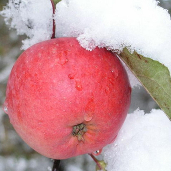 Jabloň Fuji zimná, podpn. M9, voľnok.