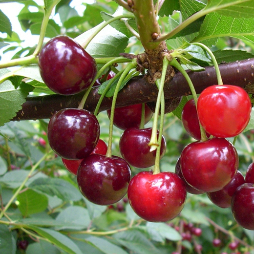 Višňa "Újfehertoi fürtös" poloskorá, podp. Gisela5, voľnok.