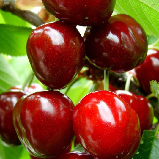 Čerešňa "Karešová" skorá, podp. Mahalebka, voľnok.