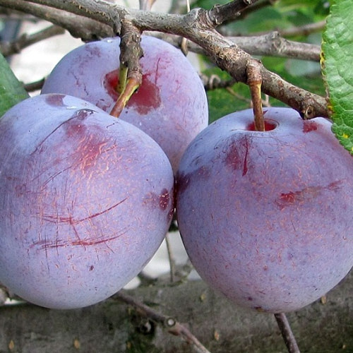 Ringlota "Althanová", podp. Zelená ringlota, voľnok.