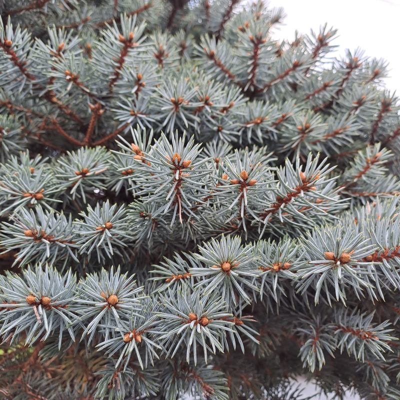 Smrek pichľavý ‘Glauca Globosa´ na kmienku